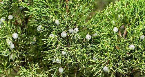 裸子植物真的会开花吗？它们的花是什么样的？