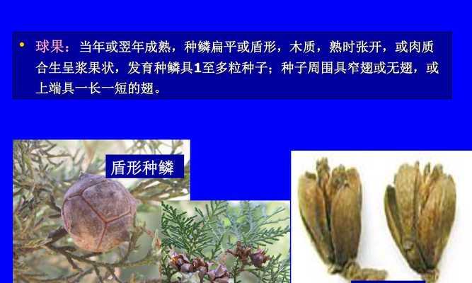 裸子植物有哪些种类？它们的特点是什么？