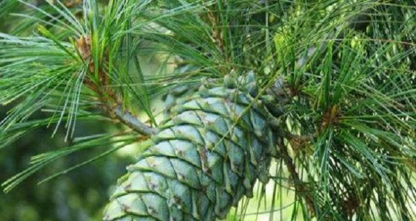 裸子植物有哪些种类？它们的特点是什么？