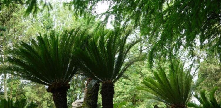 裸子植物有哪些种类？它们的特点是什么？