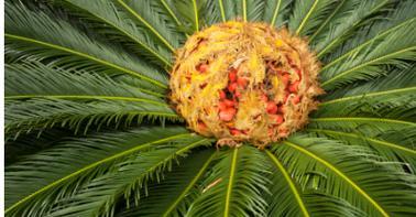 裸子植物有种子吗？种子的正确种植方法是什么？