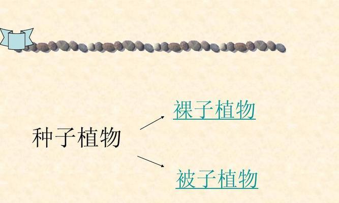 裸子植物有种子吗？种子的正确种植方法是什么？