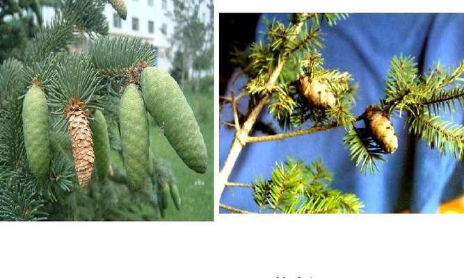 裸子植物繁殖后代的常见方式是什么？
