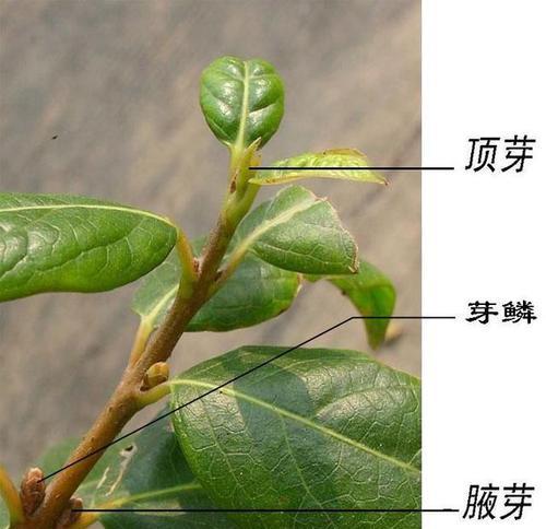 裸子植物种子是怎么形成的？它们的繁殖过程是怎样的？