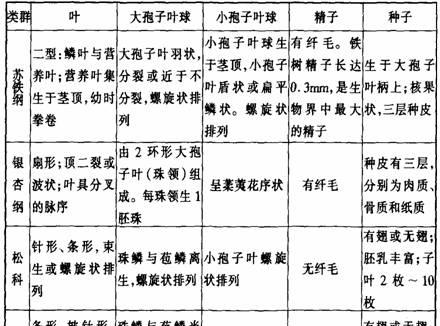 裸子植物种子是怎么形成的？它们的繁殖过程是怎样的？
