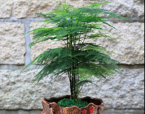 落地花盆适合养什么花？有哪些推荐植物？