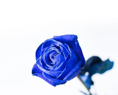 蓝色妖姬玫瑰花的花语是什么？购买时需要注意什么？