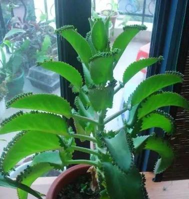 落地生根会开花吗？开花时间是什么时候？