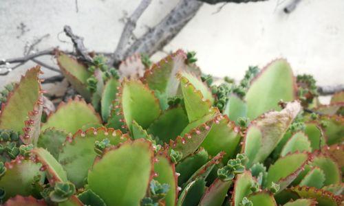 落地生根会开花吗？开花时间是什么时候？