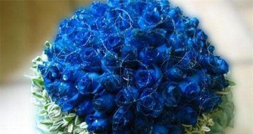 蓝色妖姬玫瑰花花语是什么？如何表达爱意？