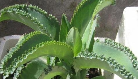 落地生根开花吗？一般什么时候会开花？