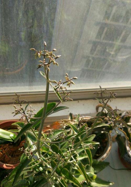 落地生根开花吗？一般什么时候会开花？