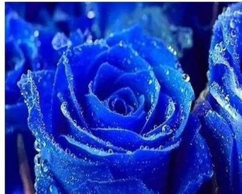 蓝色妖姬是什么意思？蓝色妖姬花语的真正含义是什么？