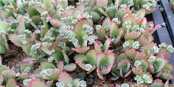 落地生根抗冻吗？如何确保植物在冬季安全越冬？