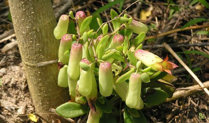 落地生根抗冻吗？如何确保植物在冬季安全越冬？