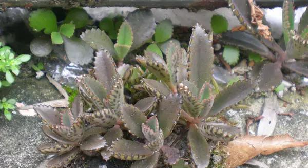落地生根抗冻吗？如何确保植物在冬季安全越冬？