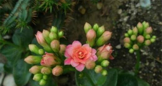 落地生根开花时间是什么时候？通常几月份开花？