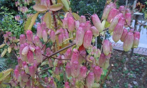 落地生根开花时间是什么时候？通常几月份开花？