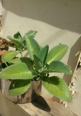 落地生根属于哪个科？这种植物有什么特点？
