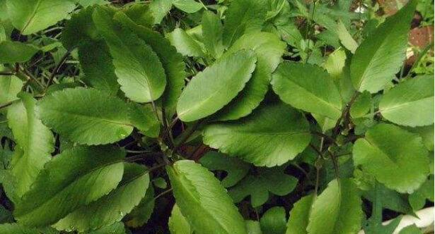 落地生根属于哪个科？这种植物有什么特点？