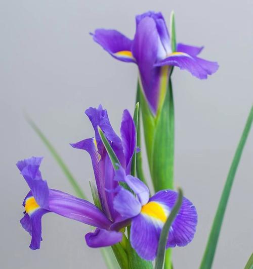 蓝色鸢尾花花语是什么？如何用它表达情感？