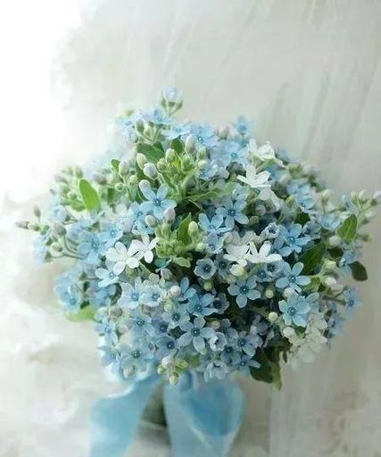 蓝星花的花语是什么？蓝星花寓意着什么？