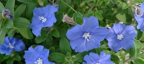 蓝星花的花语是什么？了解蓝星花的象征意义和用途？