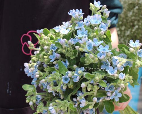蓝星花的花语是什么？了解蓝星花的象征意义和用途？