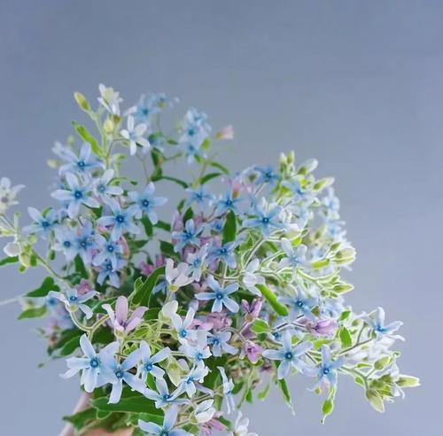 蓝星花的花语是什么？了解蓝星花的象征意义和用途？