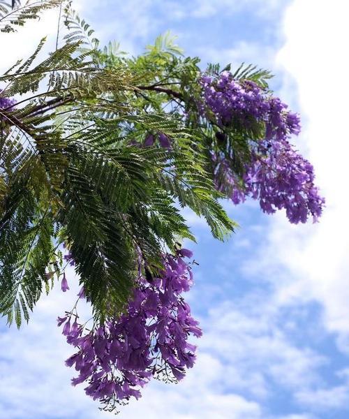 蓝楹花花语是什么意思？如何理解蓝楹花的象征意义？