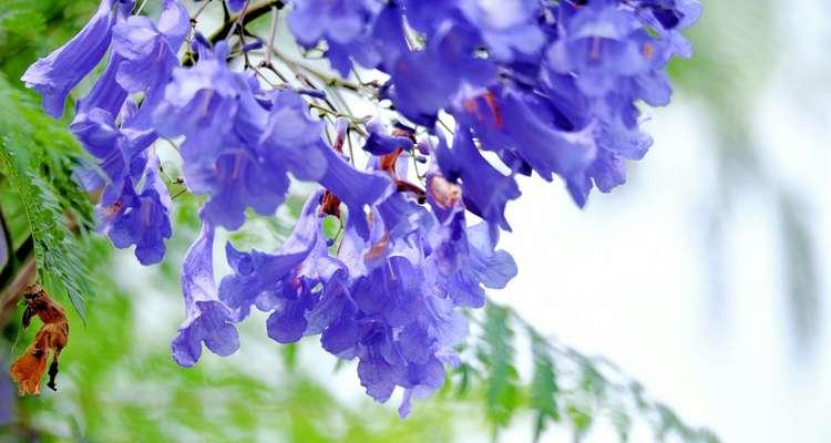 蓝楹花花语是什么意思？如何理解蓝楹花的象征意义？