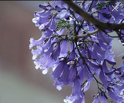 蓝楹树花语代表什么含义？如何理解蓝楹树的花语？