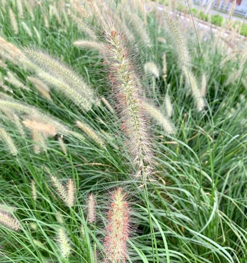 狼尾草的花语是什么？如何正确解读狼尾草的象征意义？