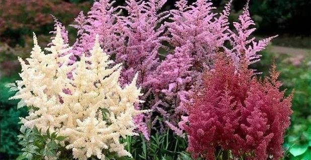 落新妇花期持续多久？如何延长花期？