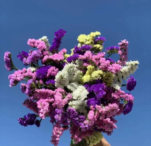 浪漫花语的花是什么？如何选择表达爱意的花卉？