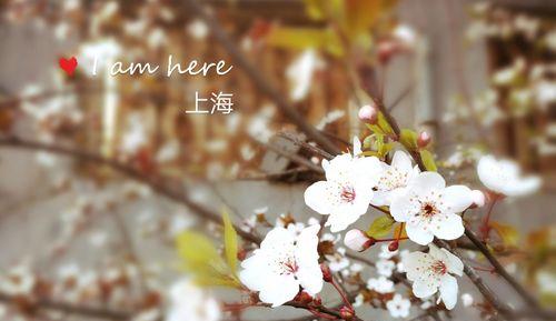 梨花的花语是什么？它象征着什么含义？