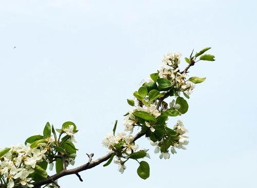 梨花的花语是什么？它有哪些寓意和象征意义？