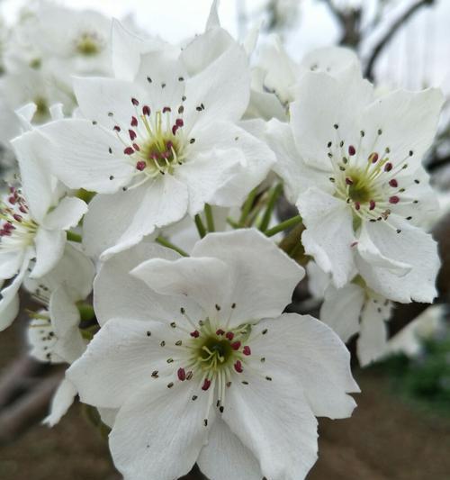 梨花的花语是什么？它有哪些寓意和象征意义？
