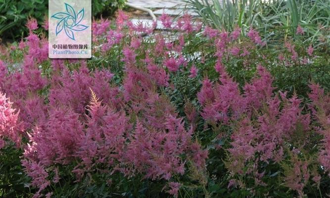 落新妇一年开几次花？如何确保其正常开花周期？