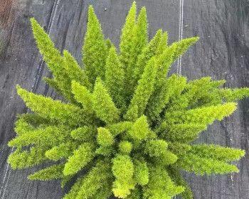 落新妇一年开几次花？如何确保其正常开花周期？