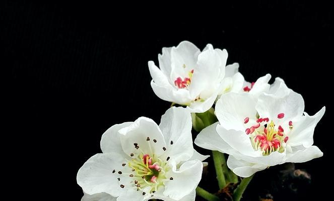 梨花花语是什么？了解梨花的象征意义和文化内涵？