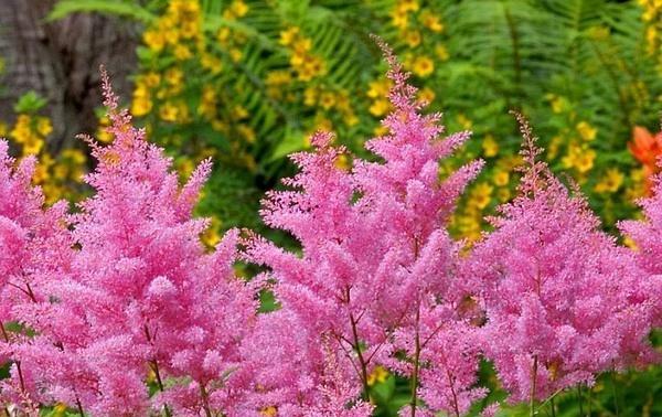 落新妇一年开几次花？花期在哪些月份？