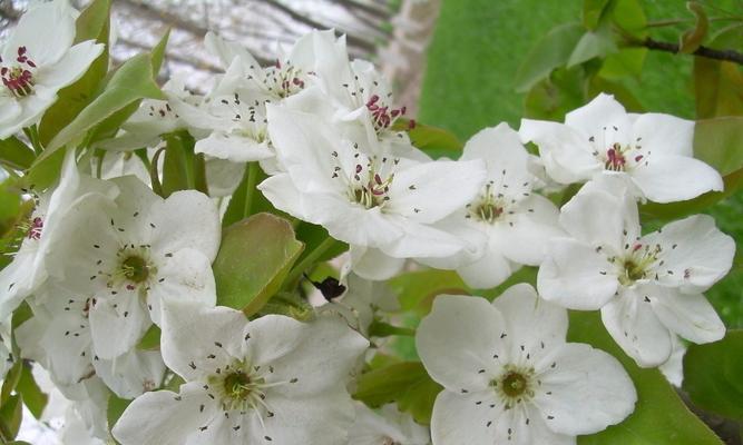 梨花花语是什么意思？了解梨花的象征意义和文化内涵？