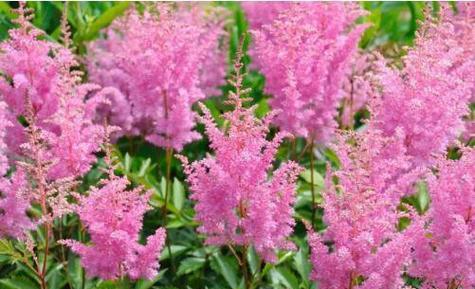 落新妇一年开几次花？花期在哪些月份？