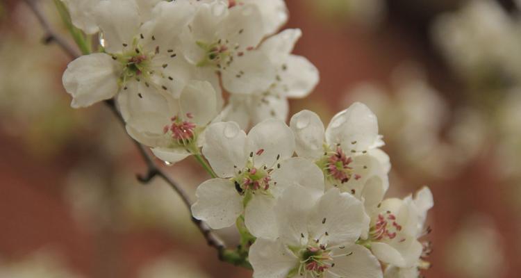 梨花花语是什么意思？了解梨花的象征意义和文化内涵？