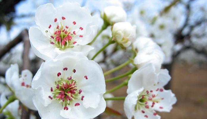梨花花语是什么意思？了解梨花的象征意义和文化内涵？