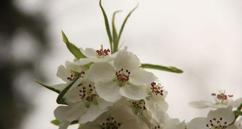 梨花象征着什么意义？如何理解梨花的文化与象征含义？