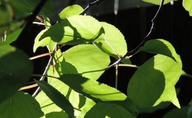哪些植物会在秋天落叶？落叶植物的特点是什么？