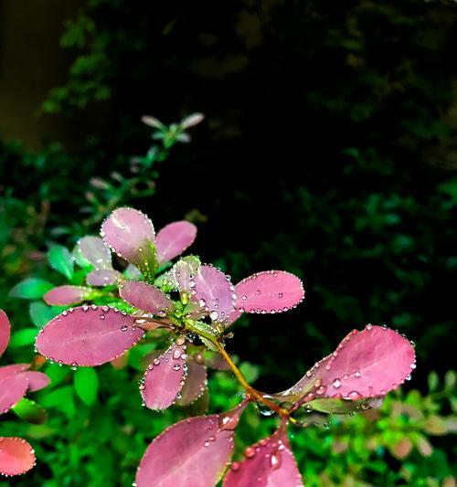 哪些植物会在秋天落叶？落叶植物的特点是什么？