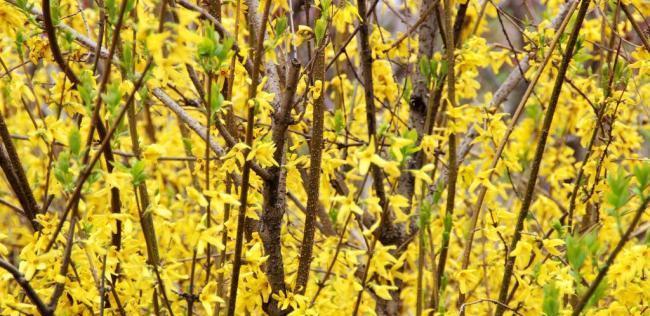 连翘花的花语是什么？连翘花寓意有哪些常见问题？